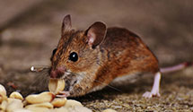 24 Hour & Emergency Exterminators in Hawaiian Gdns, CA